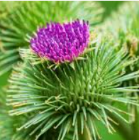 Klette - Arcticum Lappa